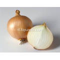 Professional Export Fresh Yellow Onion